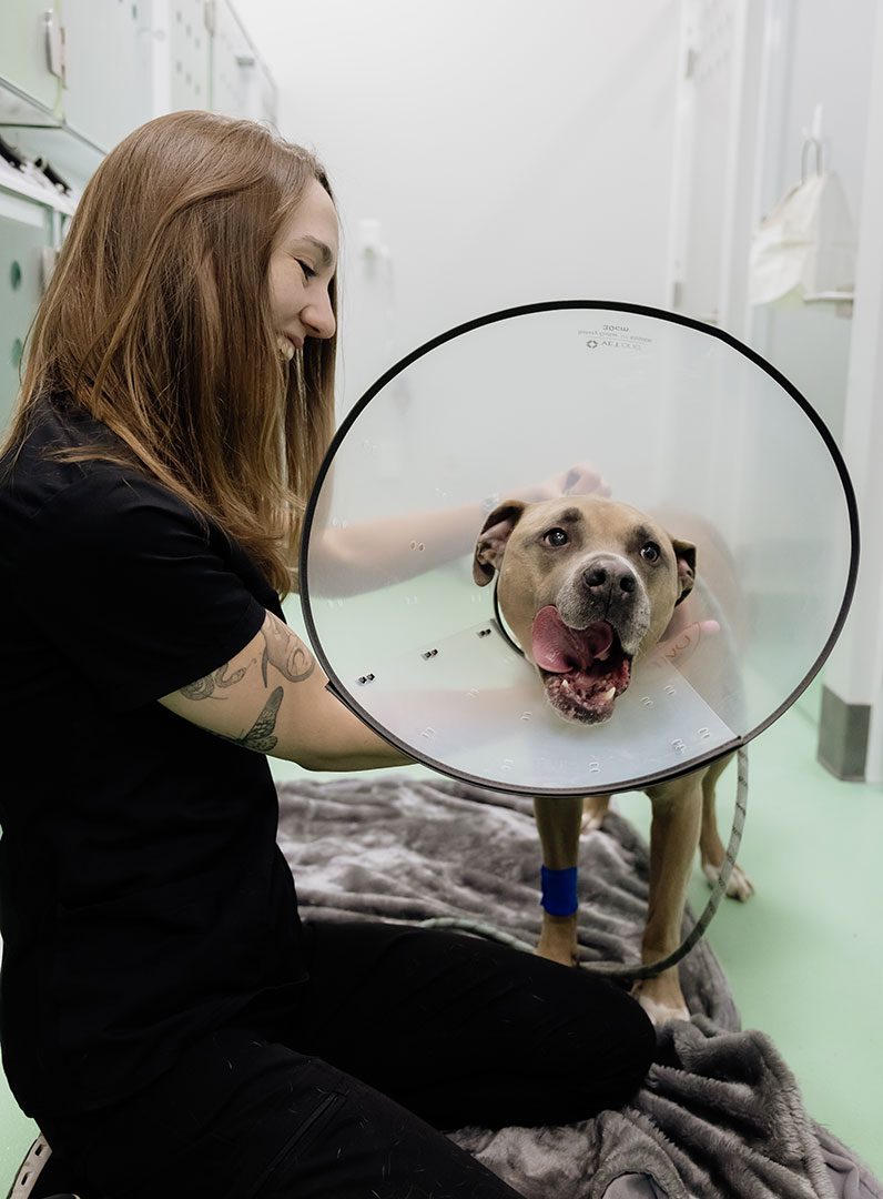 Happy Dog Wearing A Surgical Cone