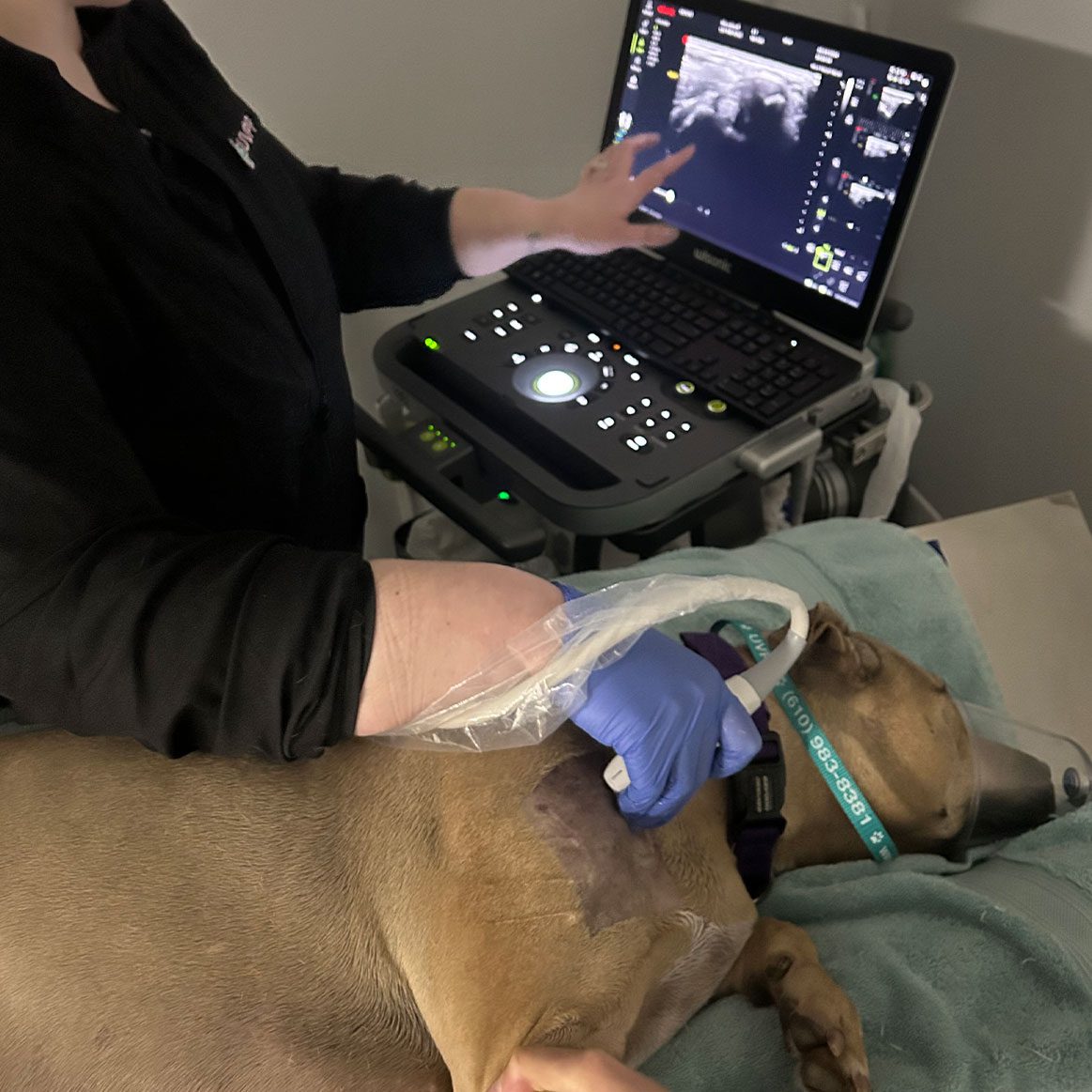Technician Performing Musculoskeletal Ultrasound On Sedated Dog