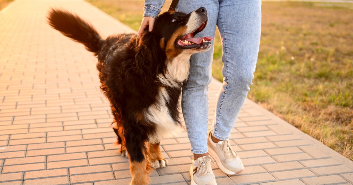 bernese mountain dog walking beside its owner on an outdoor trail