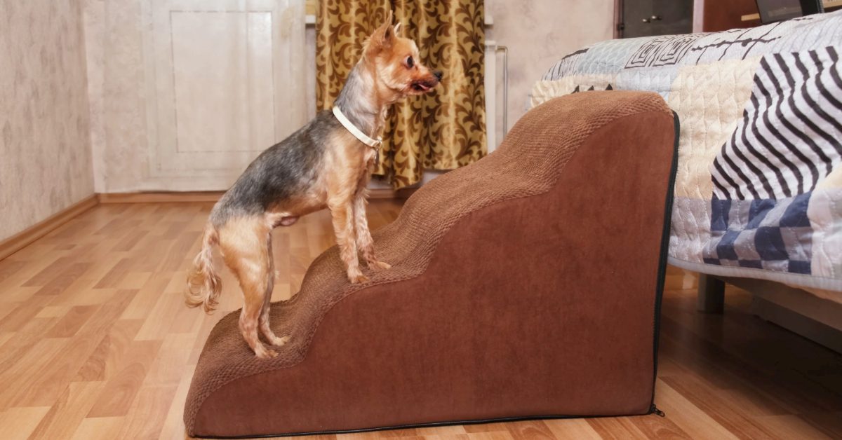 small dog carefully climbing up ramp to reach the bed at home
