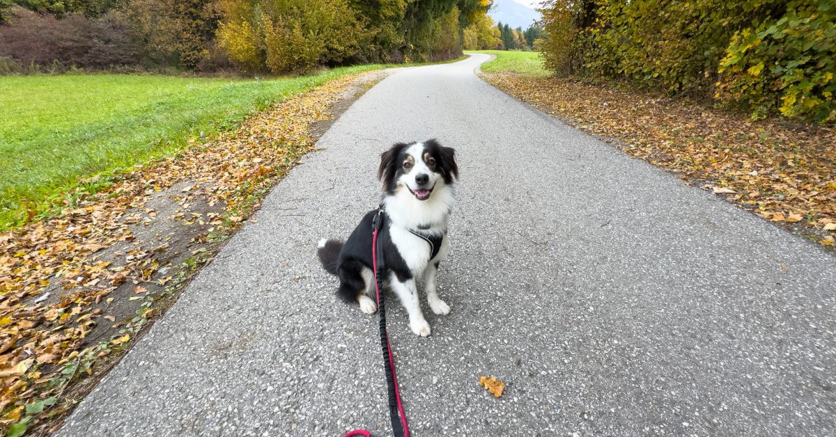 happy dog on a leash sitting on a scenic country road
