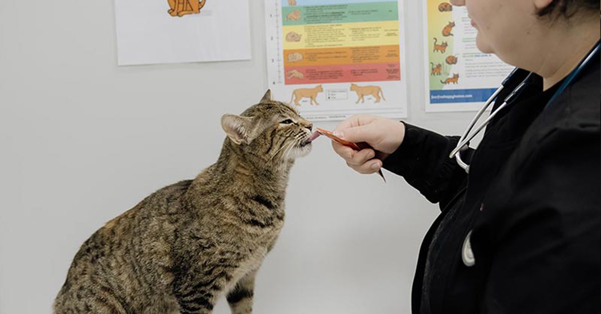 Cat Eating A Churu Treat