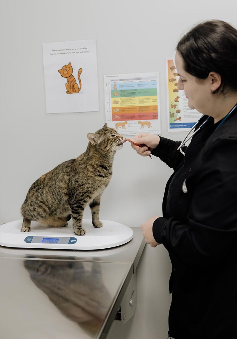 female veterinarian giving brown tabby cat treat