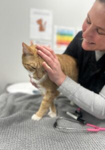 female veterinarian smiling while petting orange cat