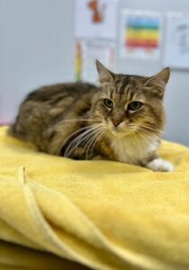 fluffy brown cat sitting on yellow towel