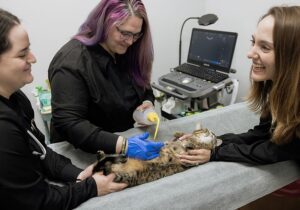 three female staff members with cat undergoing abdominal ultrasound