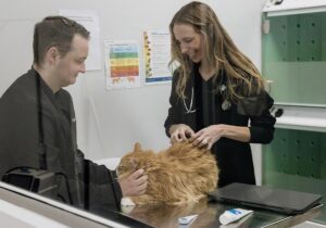 two veterinarians smiling while petting fluffy orange cat