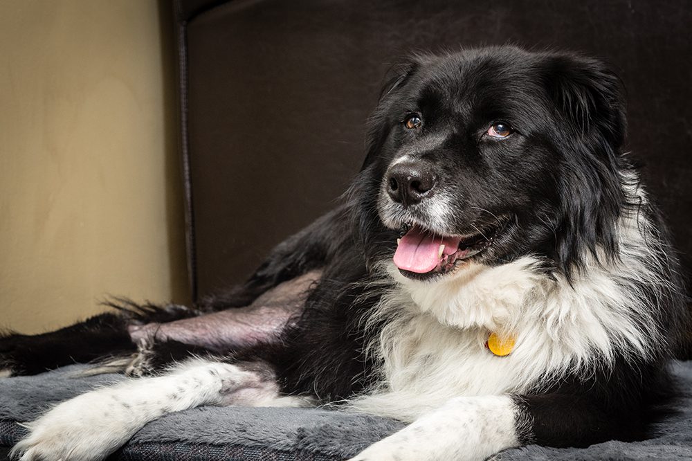 Dog With Shaved Leg After Acl Surgery