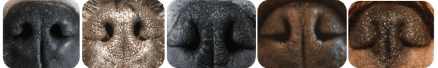 Normal nares on the left, followed by varying degree of stenotic nares towards the right