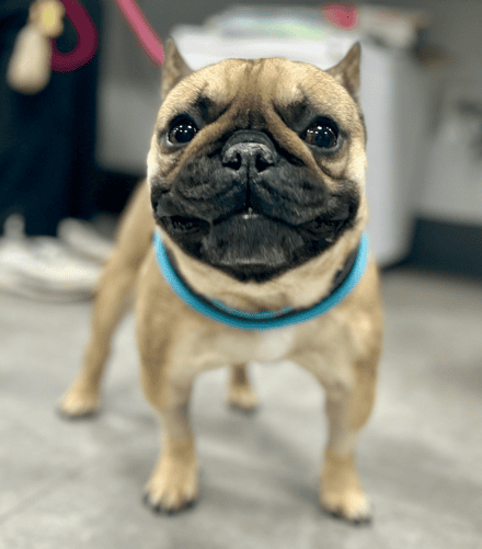 tan and black pug at the vet