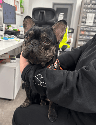 black frenc hbulldog at the vet