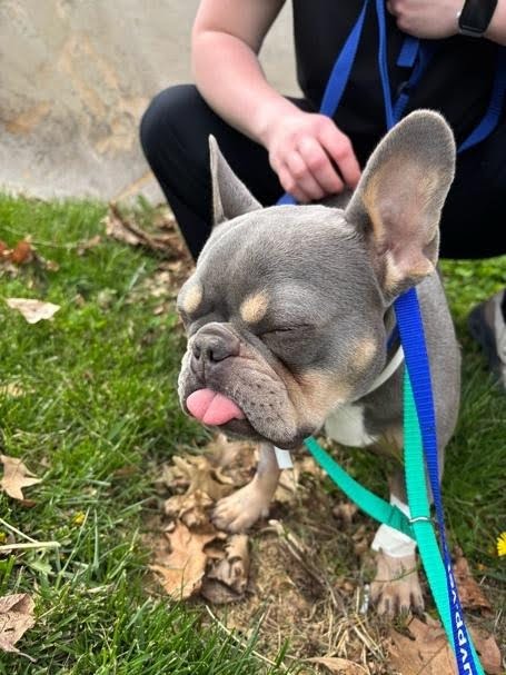 french bulldog outside with eyes closed