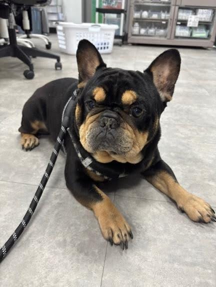 black and tan french bulldog at vet
