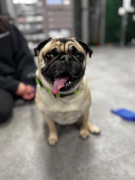tan and black pug at vet