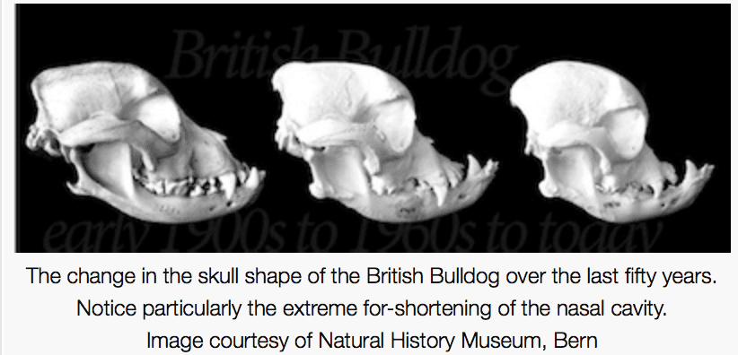 images of British bulldog's skull
