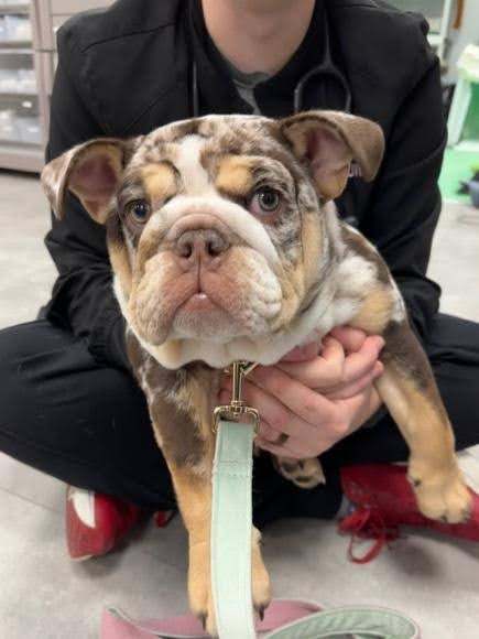 tri-colored french bulldog at vet