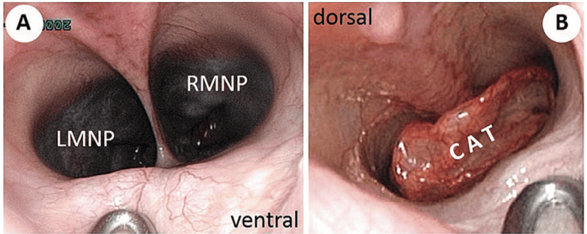 inside a brachycephalic dog's nose