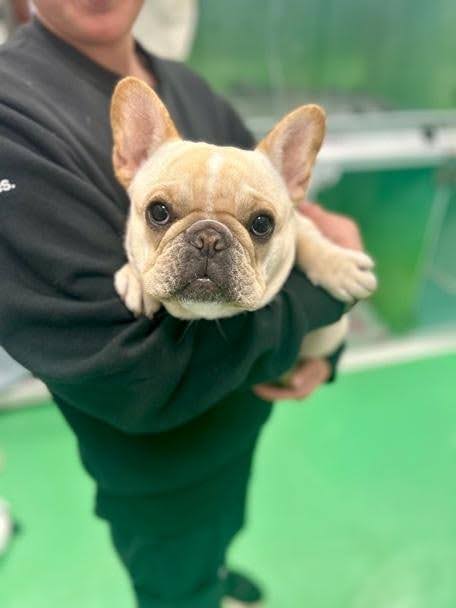 vet tech holding french bulldog at clinic