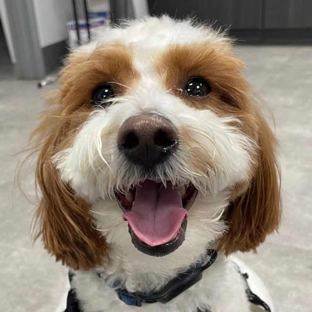 happy cute fluffy dog posing for picture indoors
