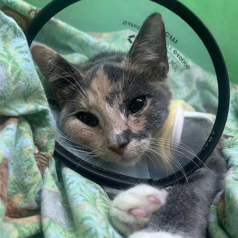 cute cat lying on green blanket in recovery area wearing clear plastic cone around neck