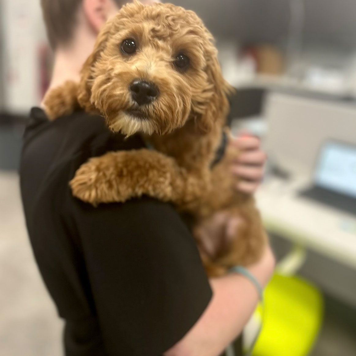 Close Up Of Goldendoodle Puppy On Staff Members Shoulder