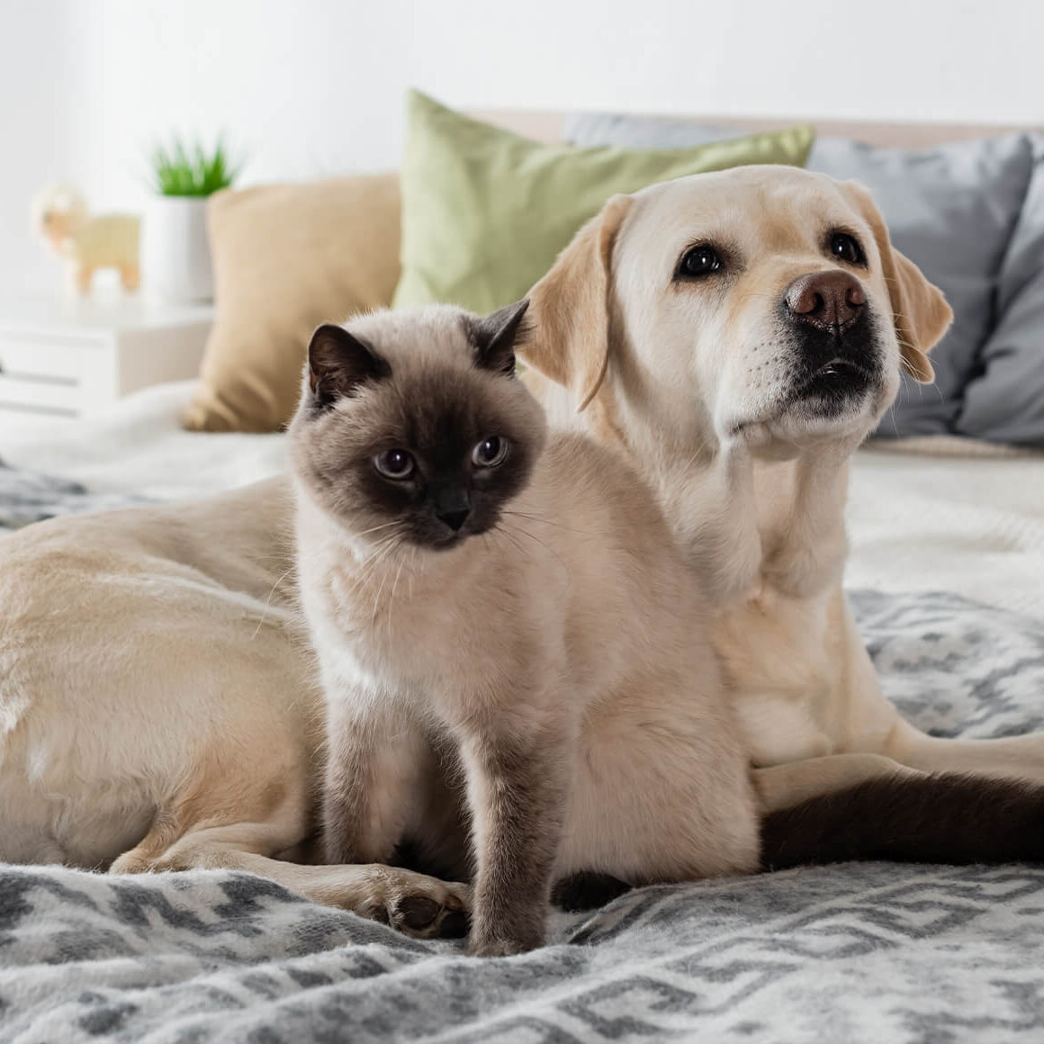 tan dog and cat sitting on bed