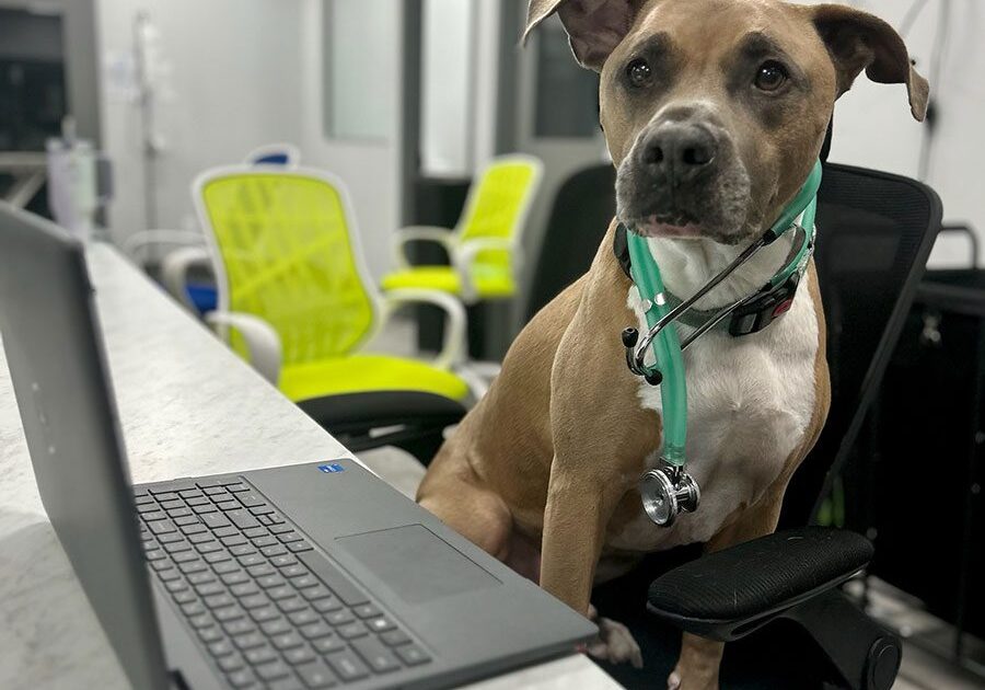 Dog Sitting On Office Chair With Open Laptop On Desk