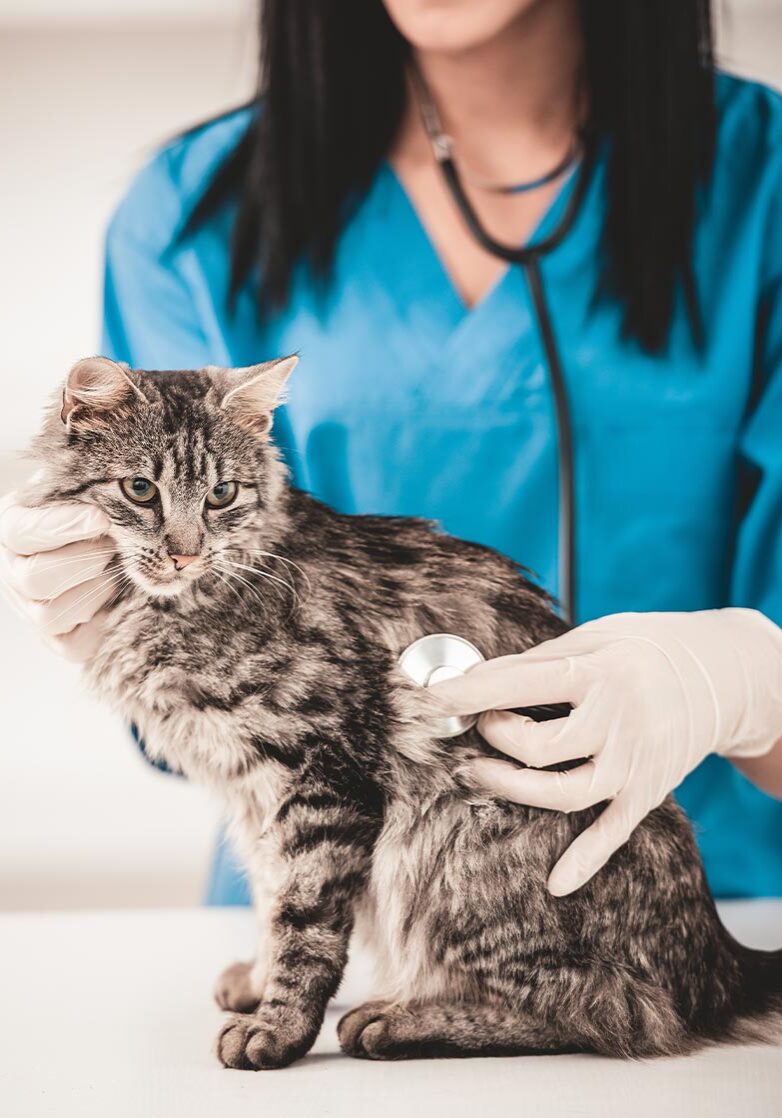 female veterinarian using stethoscope to check striped brown tabby cat's heartbeat