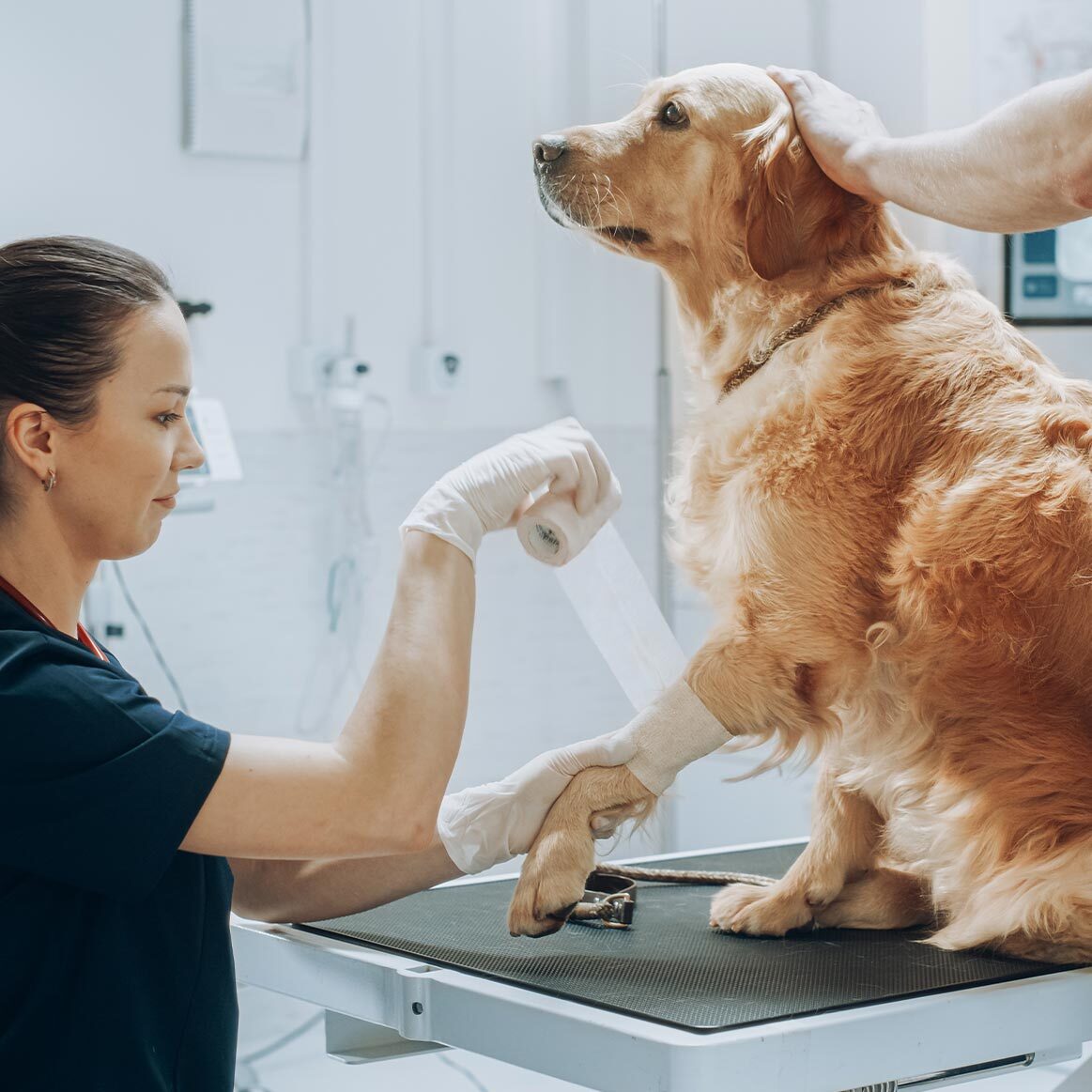 female veterinarian wrapping dog's front leg with white bandage while assistant pets dog