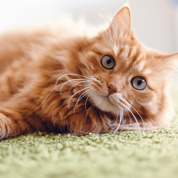Ginger Cat Green Eyes
