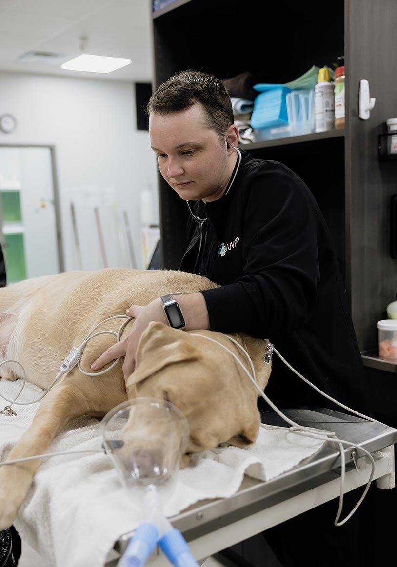 male veterinarian examining dog on oxygen's heartbeat and lungs using stethoscope