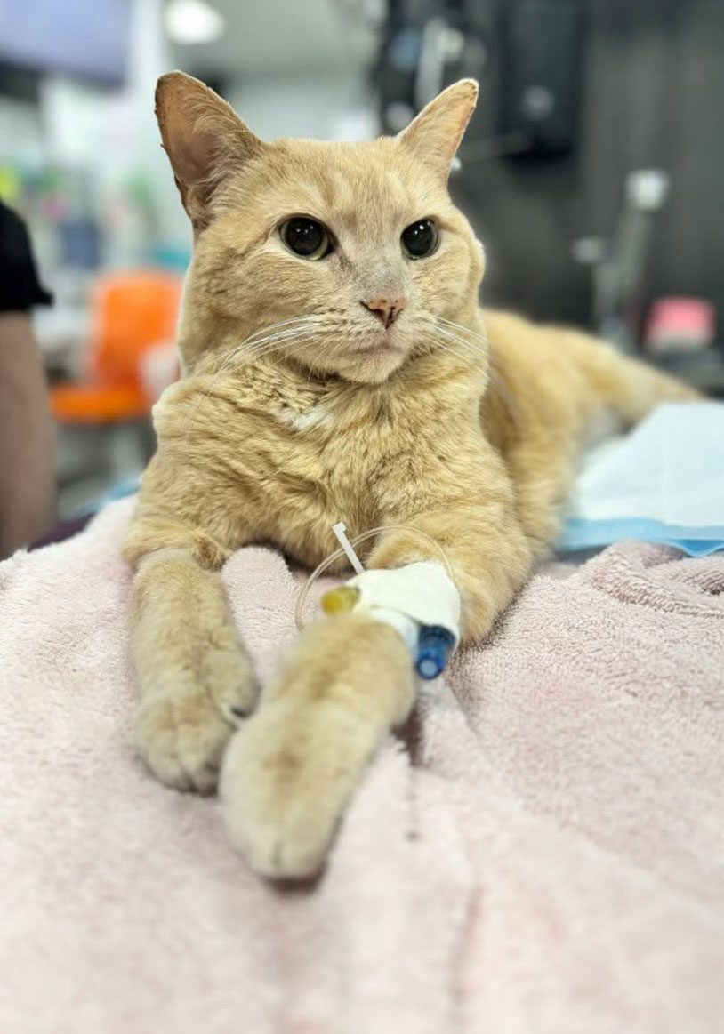 striped orange tabby cat lying on pink blanket with IV in arm