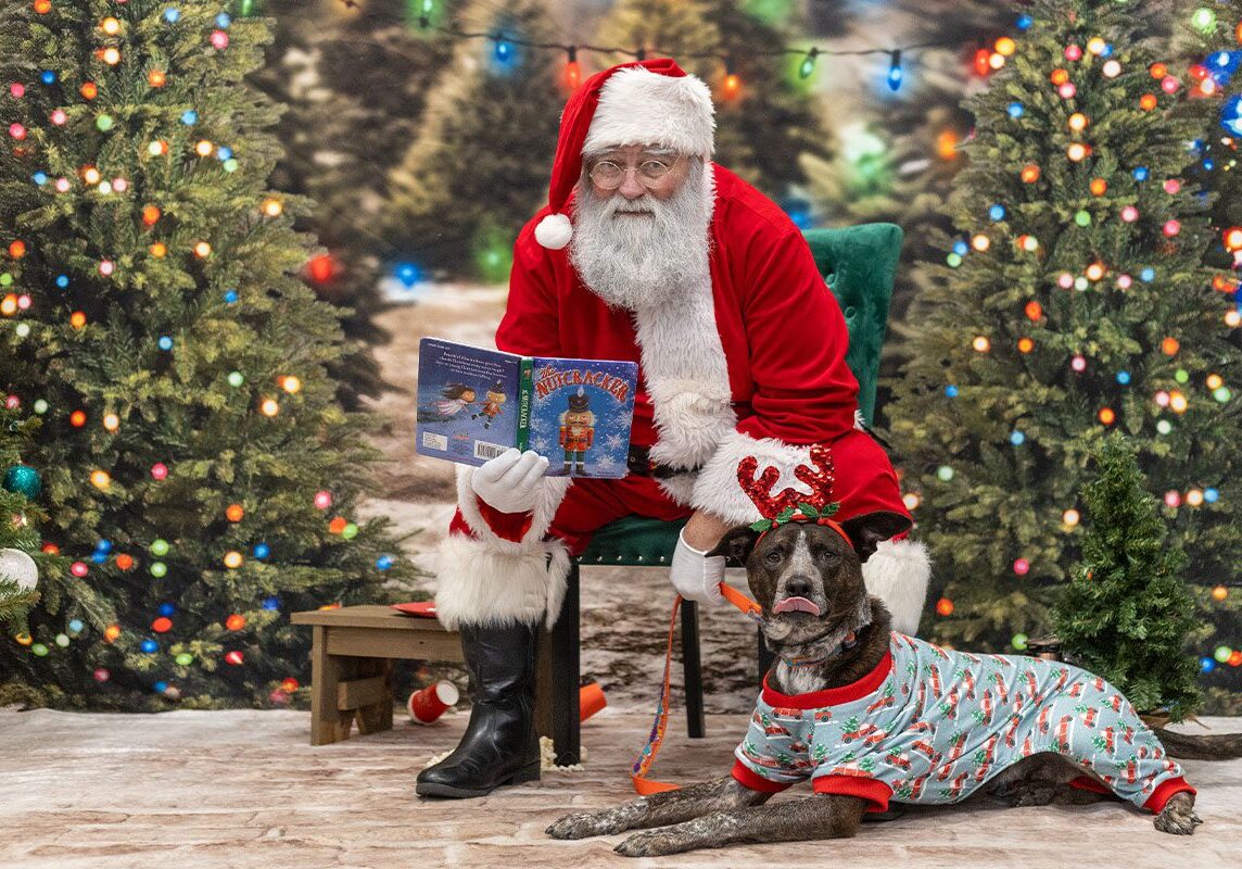 dog dressed up sitting next to santa reading a book during Photographs with Santa fundraiser 2024