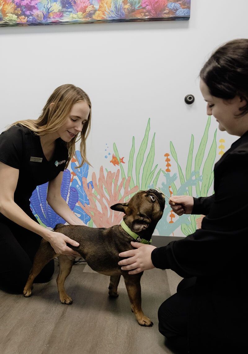 two female staff members smiling while sitting on floor with small brown dog