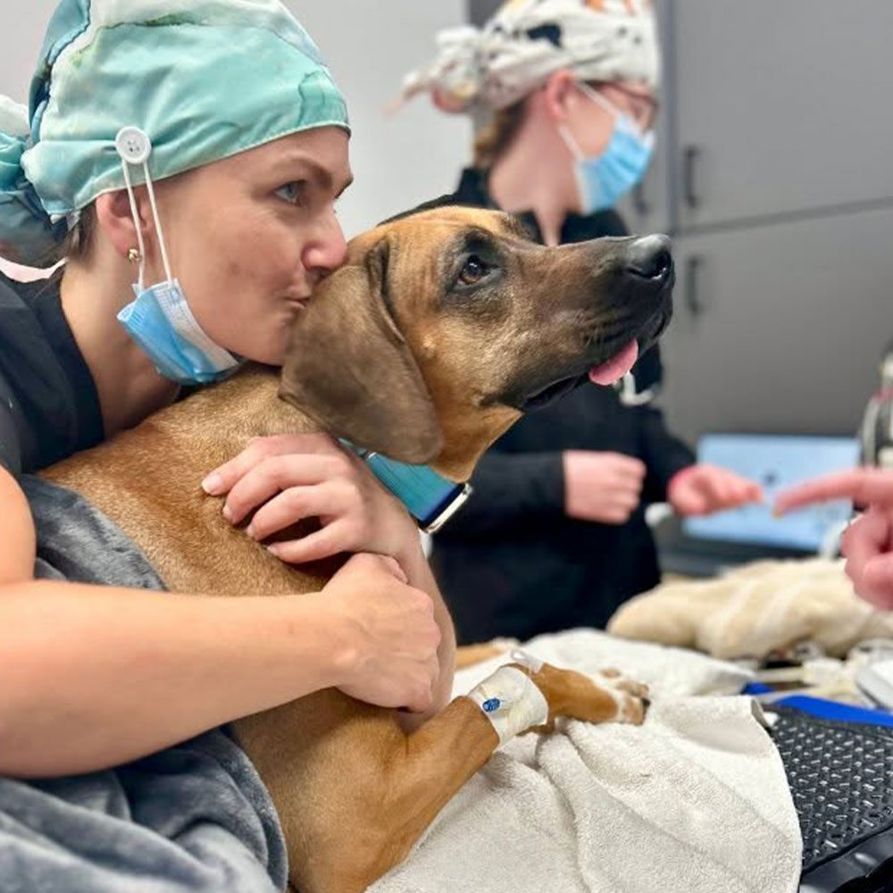 female veterinarian wearing scrub cap and mask hugging and kissing dog with IV on operating table