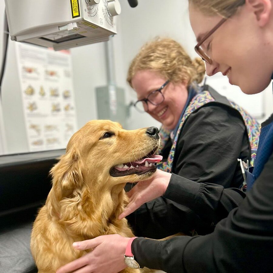Technicians Smiling As They Prepare Golden Retriever For Xray