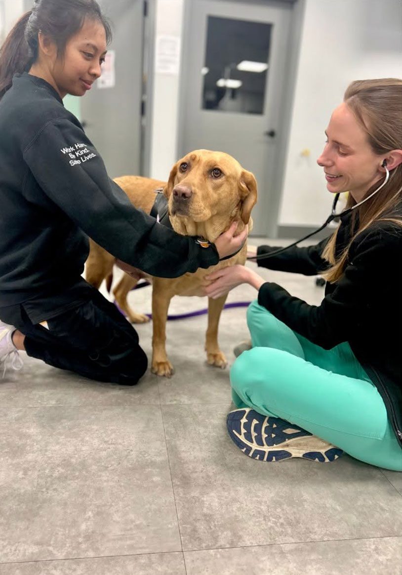 two female staff members sitting on floor with dog during examination