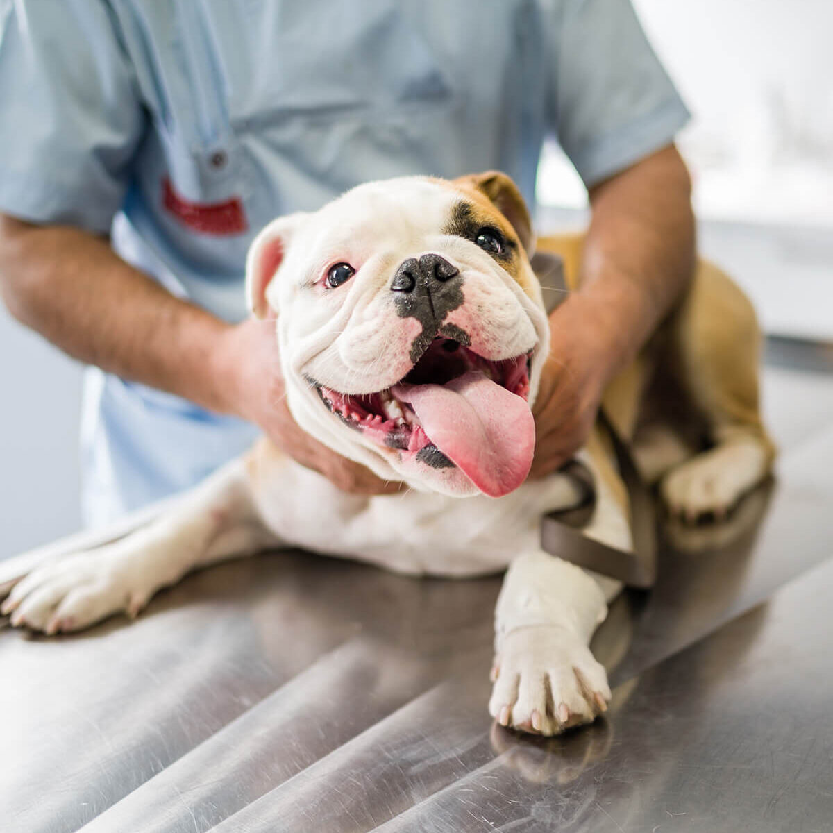 vet-examining-english-bulldog