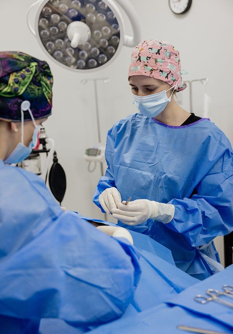 Veterinarian Scrubbed Up For Surgery