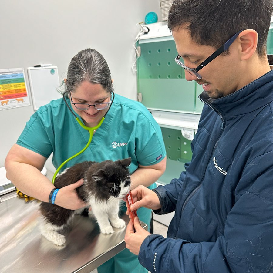 Vets Giving Cat Tasty Treat
